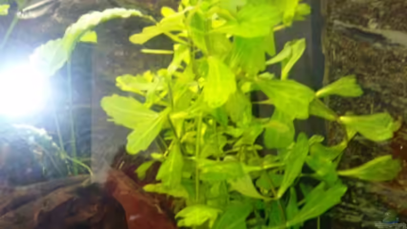 Rotala macranda im Aquarium (Einrichtungsbeispiele mit Rote Rotala)