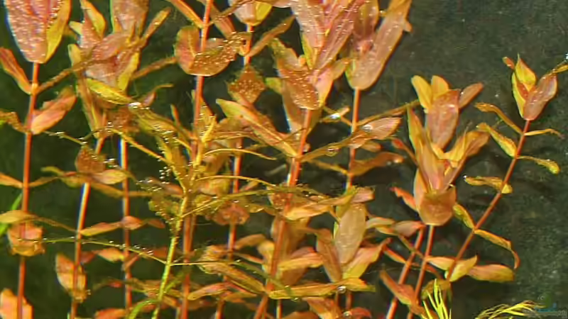 Rotala macranda im Aquarium (Einrichtungsbeispiele mit Rote Rotala)