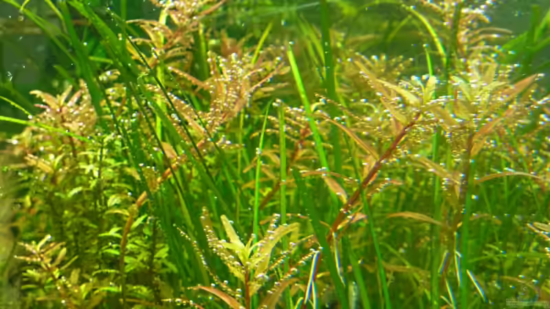 Rotala rotundifolia, hier ist die Assimilation schön zu sehen von Arami Gurami (9)