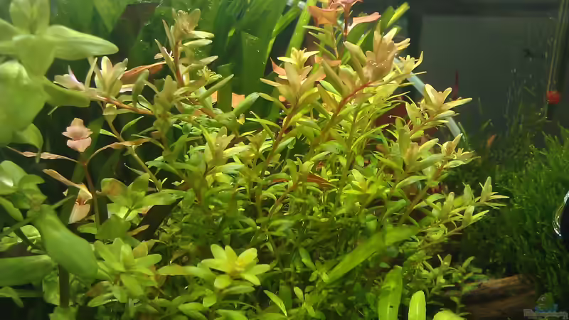 Rotala rotundifolia, teilschnitt, assimilierend von El Hein (10)