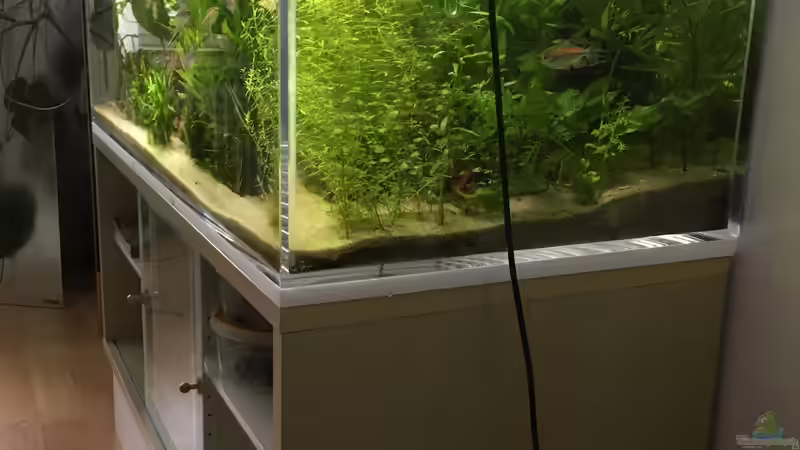 Rotala Rotundifolia  von schmitzkatze (4)