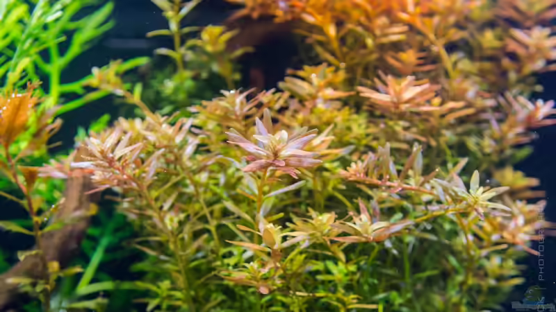 Rotala rotundifolia (03.08.15) von Betta Chris (62)