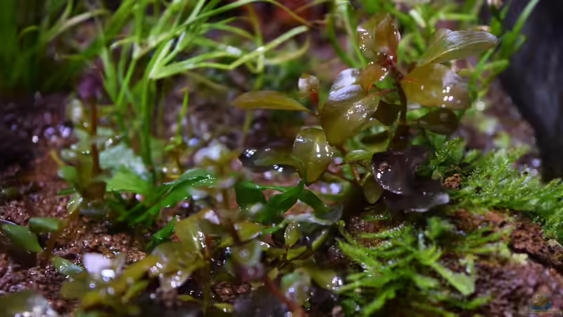 Rotala rotundifolia emers von Junglist (48)