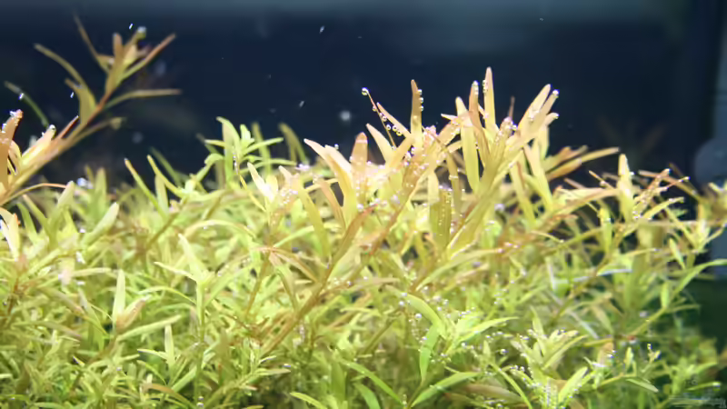 Rotala rotundifolia ´Gia Lai´ / ´H´Ra´ von Susanne Axt (3)