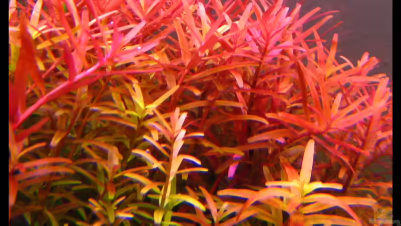Rotala rotundifolia indica von Mel&Marc (21)