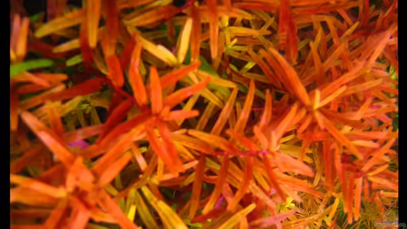 Rotala rotundifolia indica von Mel&Marc (25)