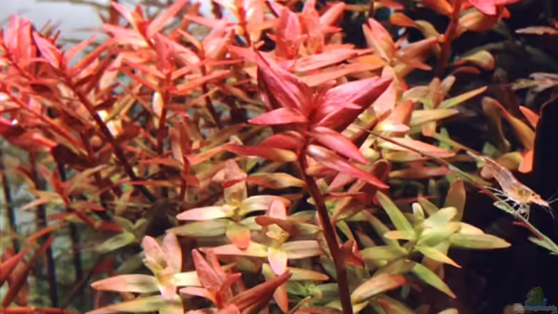 Rotala rotundifolia ???Orange Juice??? von alper_aquascape (3)