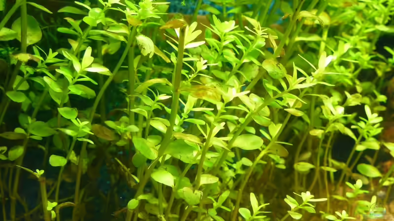 Rotala rotundifolia von A. G. (10)