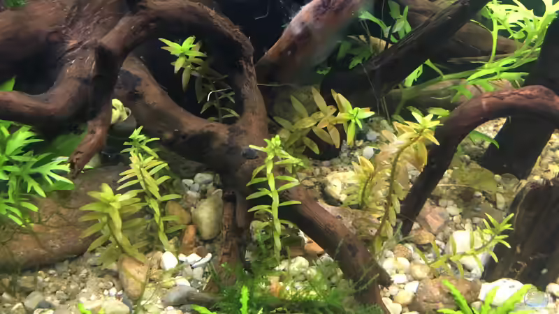 Rotala rotundifolia von Harald Kästner (20)