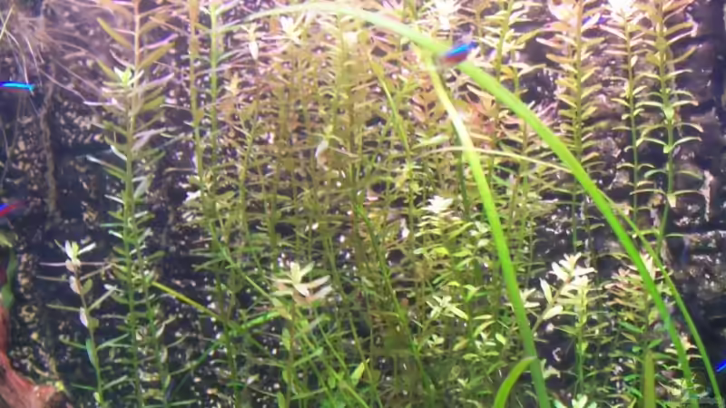 Rotala rotundifolia von Jana_ (7)