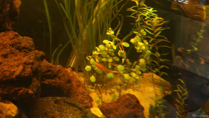 Rotala rotundifolia von Kai Heermann (16)