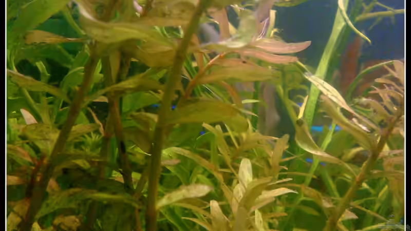 Rotala rotundifolia von mariajudyta (13)