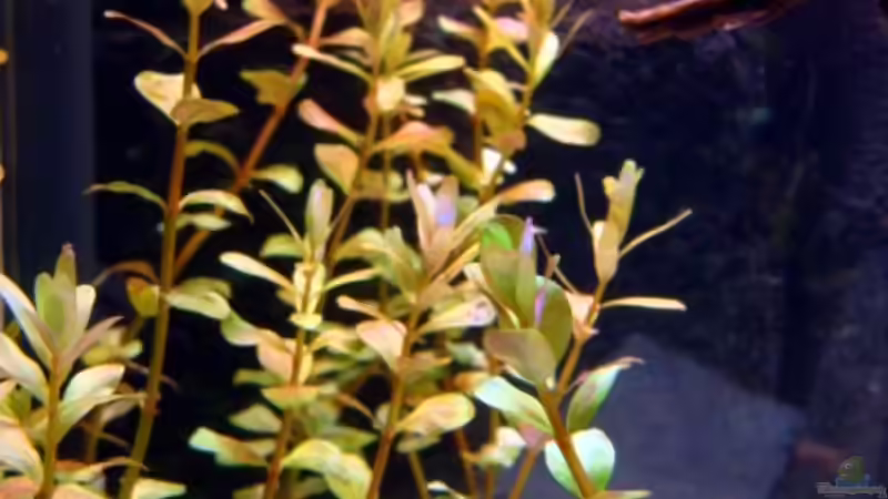 Rotala rotundifolia von Marina (21)