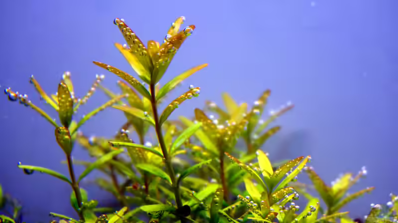 Rotala rotundifolia von Micha... (12)