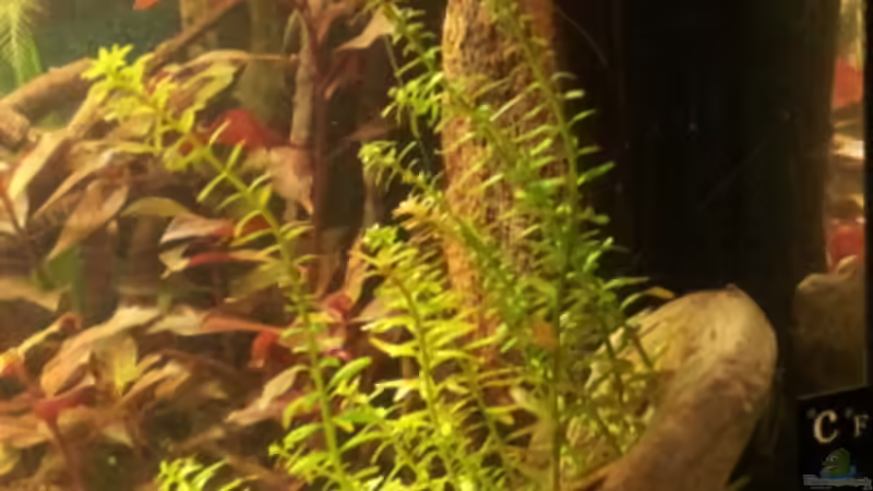 Rotala rotundifolia von Michael Scheffler (23)