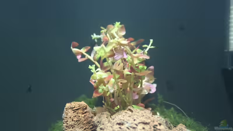 Rotala Rotundifolia von Niklas Urban (4)