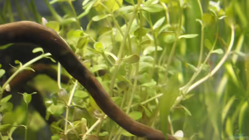 Rotala rotundifolia von nola46 (18)