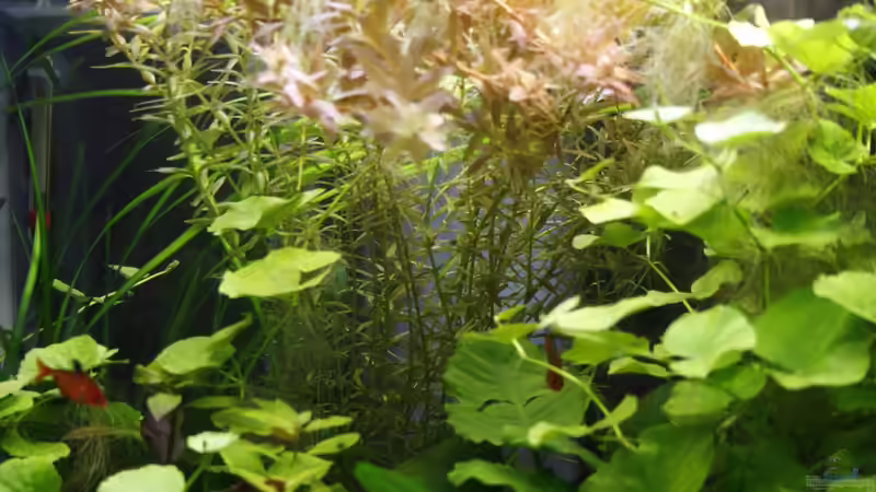 Rotala rotundifolia von nola46 (36)