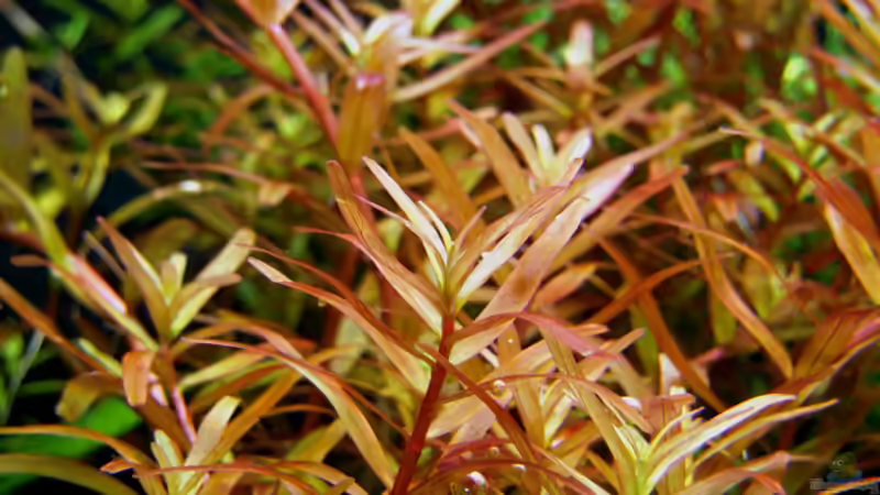 Rotala rotundifolia von Plankton (8)