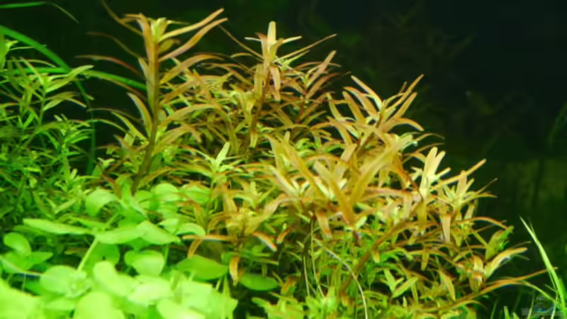 Rotala rotundifolia von Zebraschneggla (28)