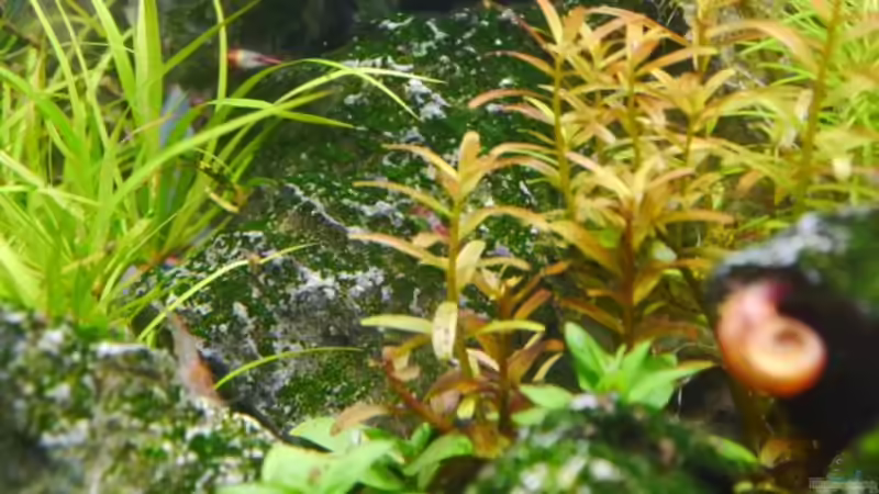 Rotala rotundifolia von Zebraschneggla (6)