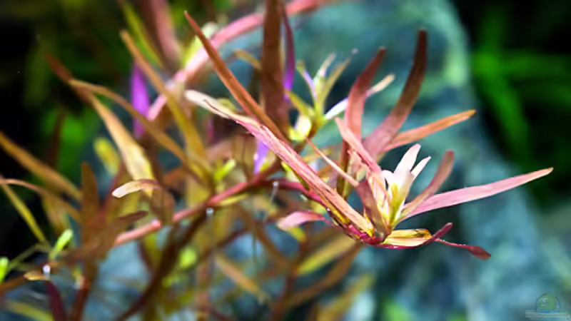 Rotala sp. colorata von Hans J (10)