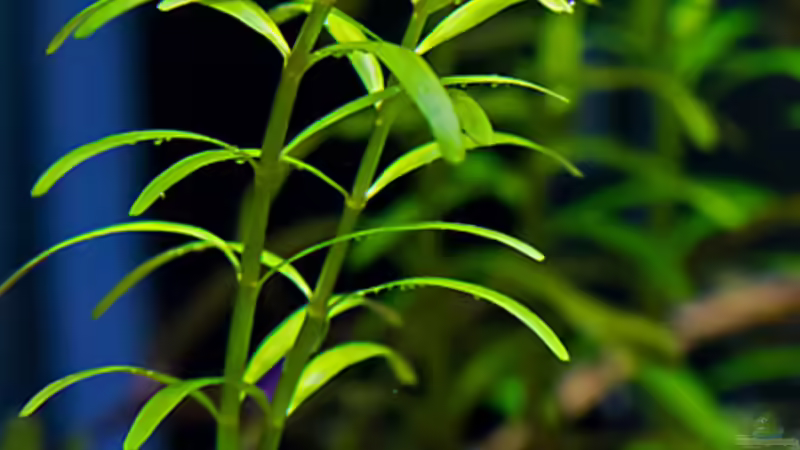 Rotala sp. colorata von Hans J (9)