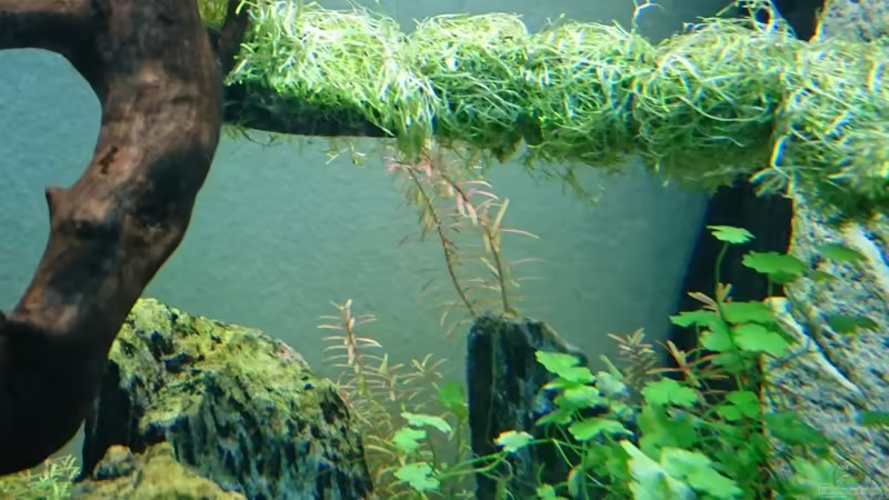 Rotala sp. Colorata von ulli85 (16)