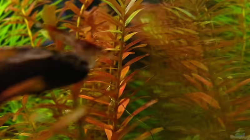 Rotala sp. ´Colorata´ von YoshiMaus (8)