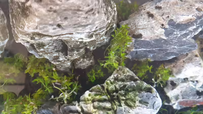 Rotala sp. Gia Lai / H Ra von similis (29)