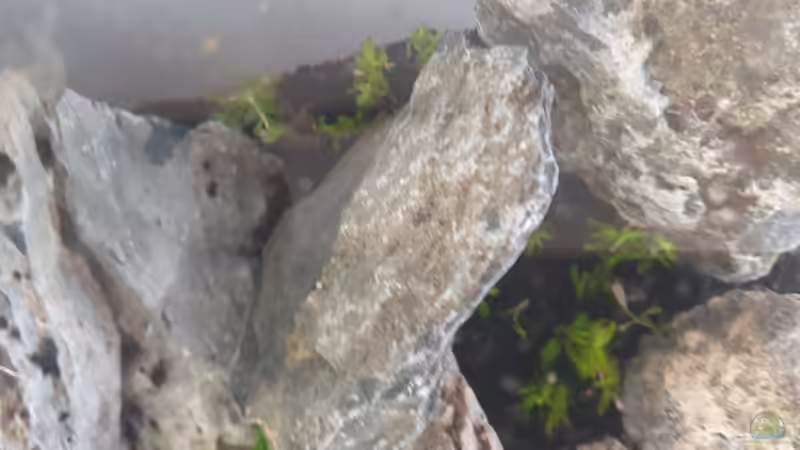 Rotala sp. Gia Lai H Ra von similis (28)