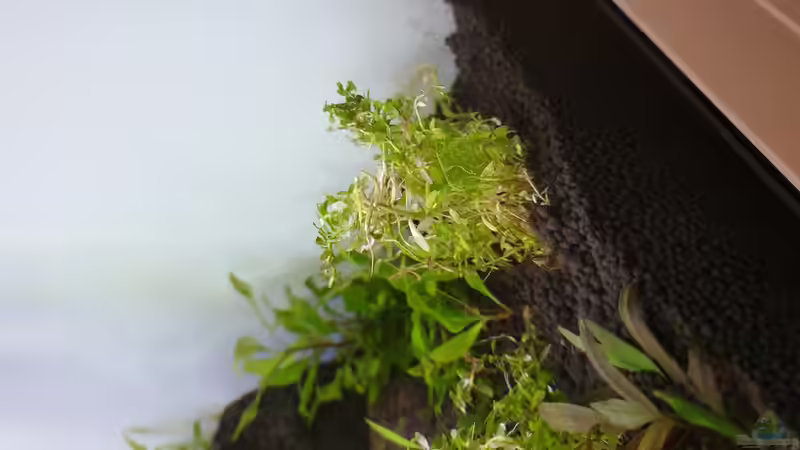 Rotala sp. Gia Lai von Tobi2013 (36)
