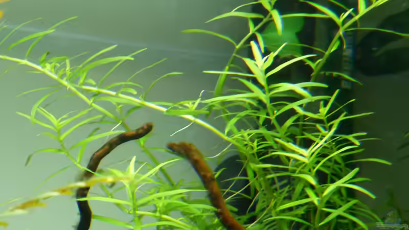 Rotala sp. Green von Martin W. (20)