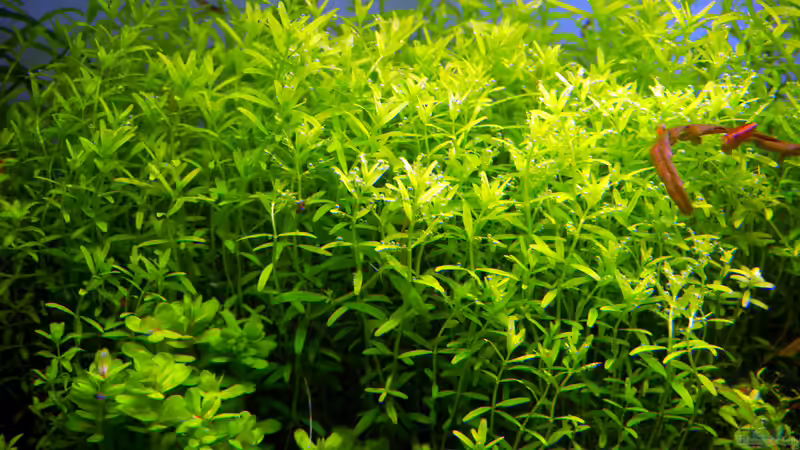 Rotala sp. green von Micha... (29)