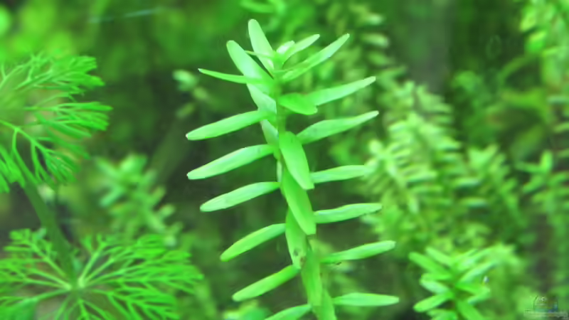 Rotala sp. green von Tigerlotus (45)