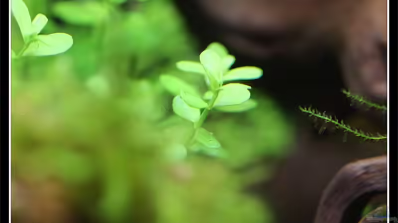 Rotala sp. grün von Tamura (9)