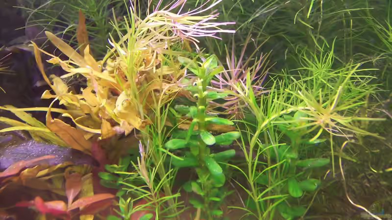 Rotala sp. ´Nanjenshan´ von Lotte und Hendo (42)