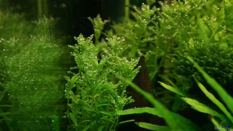 Rotala spec. green von Tutti (7)