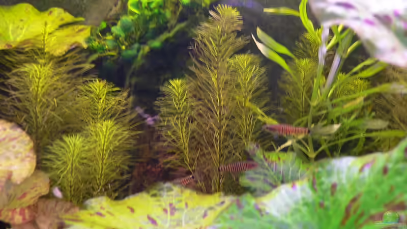 Rotala spec. Vietnam (im Hintergrund) von Max Wolf (10)