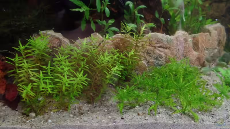 Rotala und Helferi von raubsau (106)