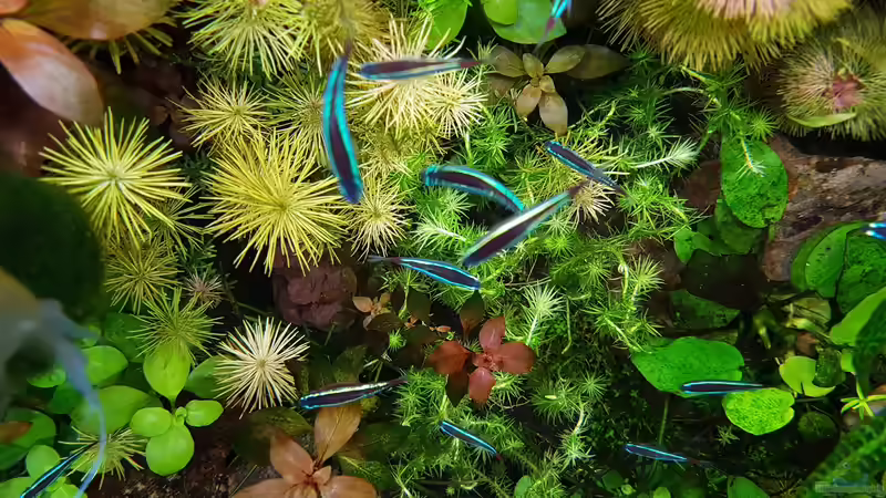 Rotala und Mooskraut von Sebastian Hartmann (9)