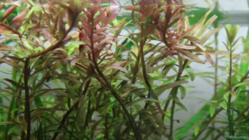 Rotala von Arami Gurami (8)