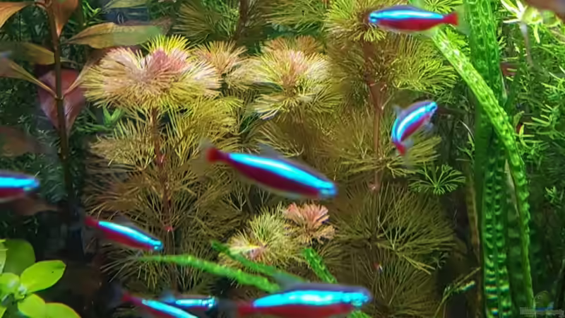 Rotala von Sebastian Hartmann (11)