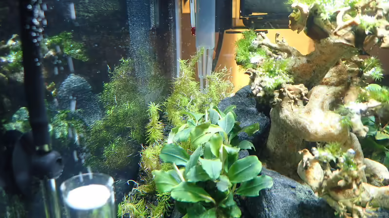 Rotala wallichi  von Mark D.C. (10)