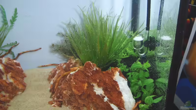 Rotala wallichi und Hemianthus micranthemoides zwar noch niedrig, das ändert sich von Bjarke (8)