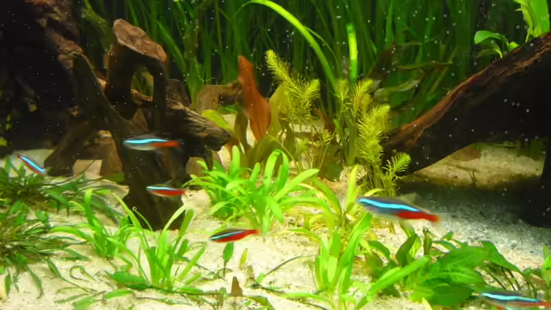 Rotala wallichii von Frank Wollenburg (17)