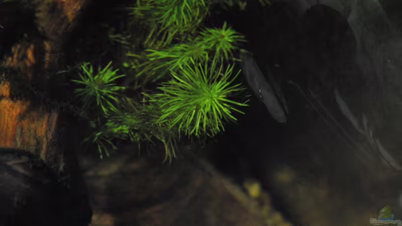 Rotala wallichii von lomarraco (36)