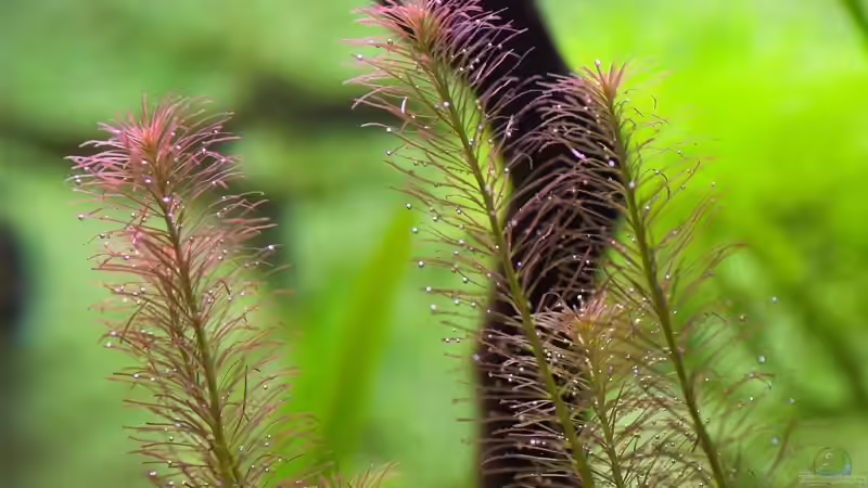 Rotala wallichii von Olaf D. (8)