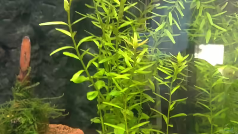 Rotala(rotundifolia) von Capitan Hook (22)