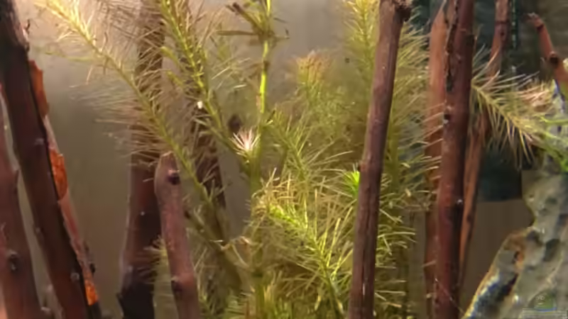 Rotala(wallichii) von Capitan Hook (23)